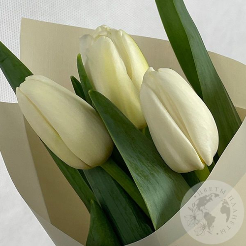 3 тюльпана белых в магазине Цветы Планеты