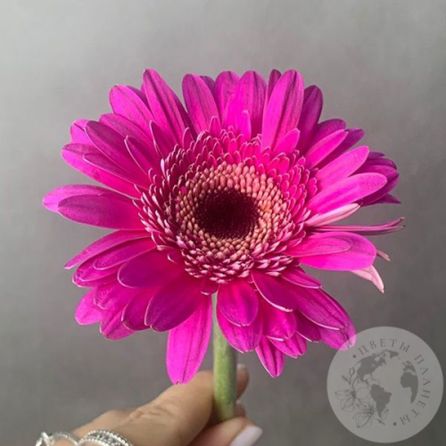 Гербера мини розовая