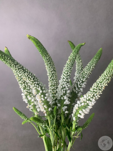 Вероника белая 7 шт. в магазине Цветы Планеты