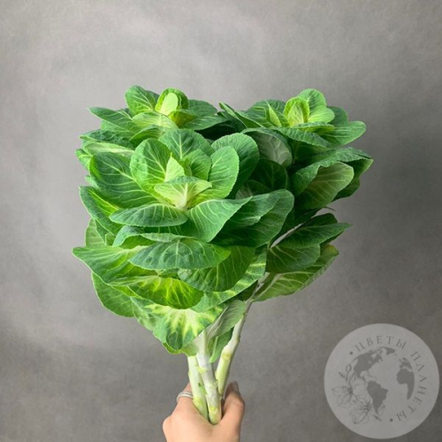 Брассика 3 шт. в магазине Цветы Планеты