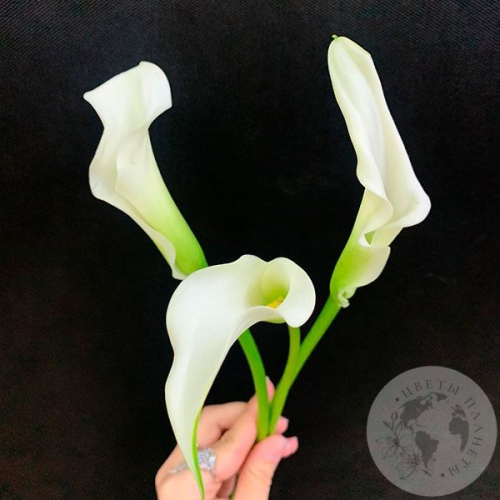 Каллы белые 3 шт.