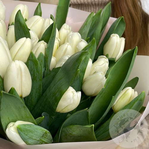 35 тюльпанов белых в магазине Цветы Планеты