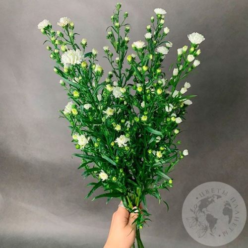 Астер белый 7 шт. в магазине Цветы Планеты