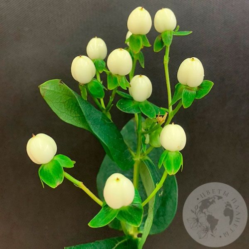 Гиперикум белый в магазине Цветы Планеты