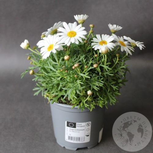 Ромашка домашняя в магазине Цветы Планеты