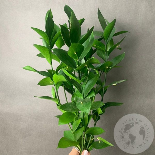 Рускус 7 шт. в магазине Цветы Планеты