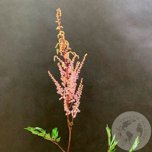 Астильба розовая в магазине Цветы Планеты