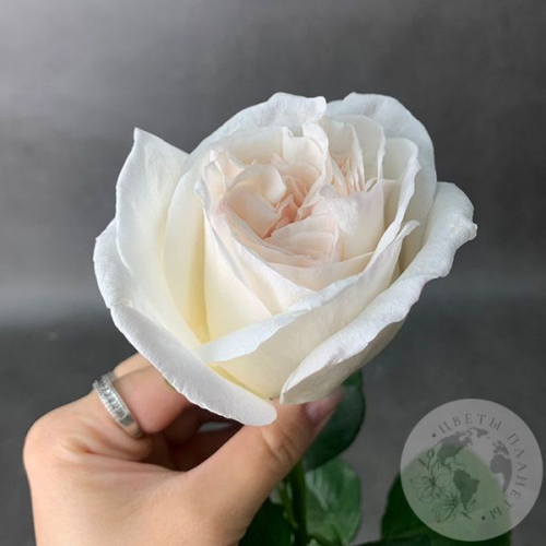 Пионовидная роза белая 80 см. в магазине Цветы Планеты