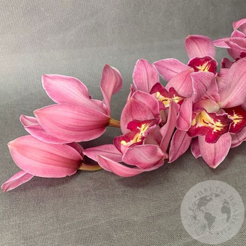 Орхидея Цимбидиум розовая