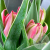 7 розовых пионовидных тюльпанов в магазине Цветы Планеты