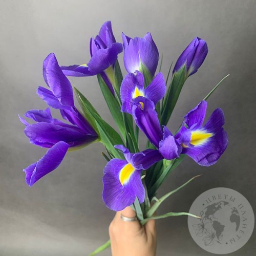 5 синих ирисов в магазине Цветы Планеты
