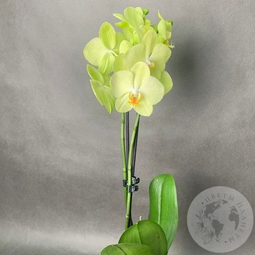 Орхидея зеленая