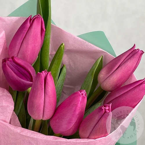 7 тюльпанов бордовых в магазине Цветы Планеты