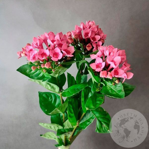 3 бувардии в магазине Цветы Планеты