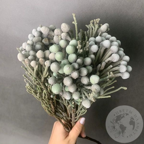 7 бруний в магазине Цветы Планеты