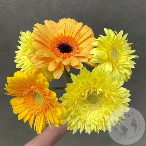 5 гербер желтых в магазине Цветы Планеты