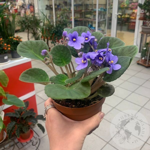 Фиалка в магазине Цветы Планеты