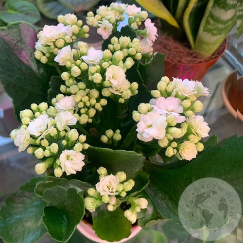 Каланхое белое