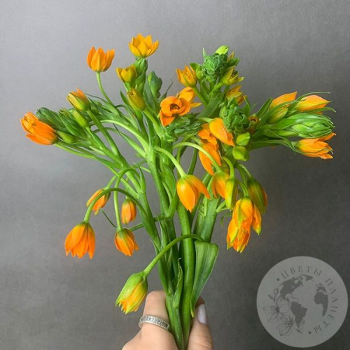 Орнитогалум оранжевый 9 шт. в магазине Цветы Планеты