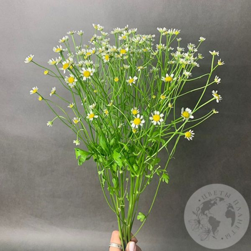 Танацетум 5 шт.