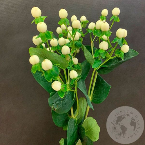 Гиперикум белый 3 шт. в магазине Цветы Планеты