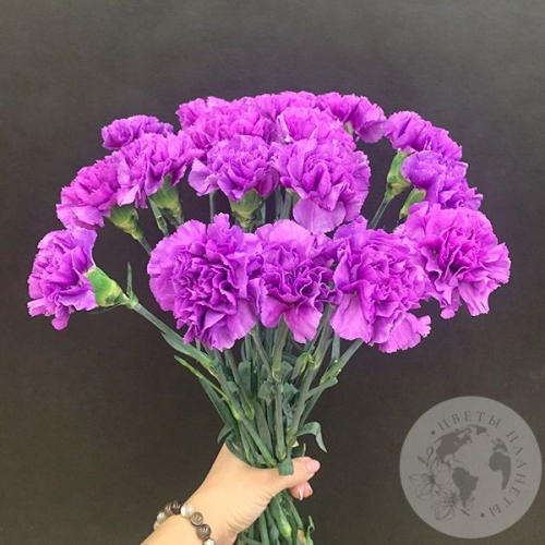 Лунная гвоздика 19 шт. в магазине Цветы Планеты