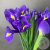 9 синих ирисов 9 синих ирисов в магазине Цветы Планеты