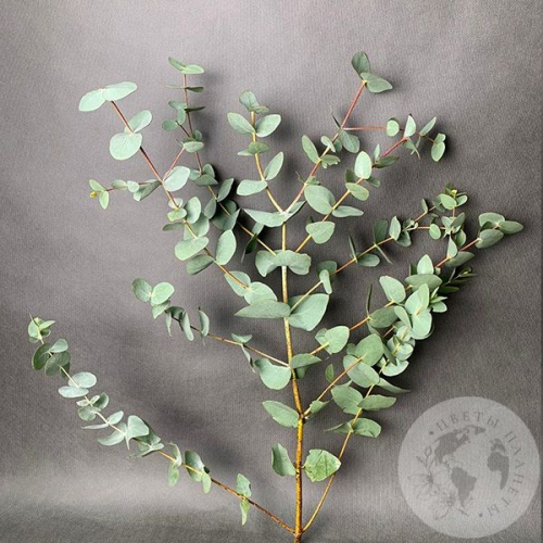 Эвкалипт (пучок) в магазине Цветы Планеты