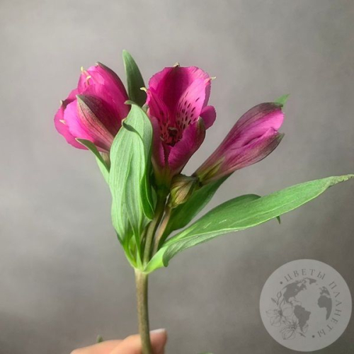 Альстромерия ярко-розовая