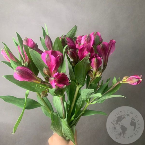 5 Альстромерий ярко-розовых