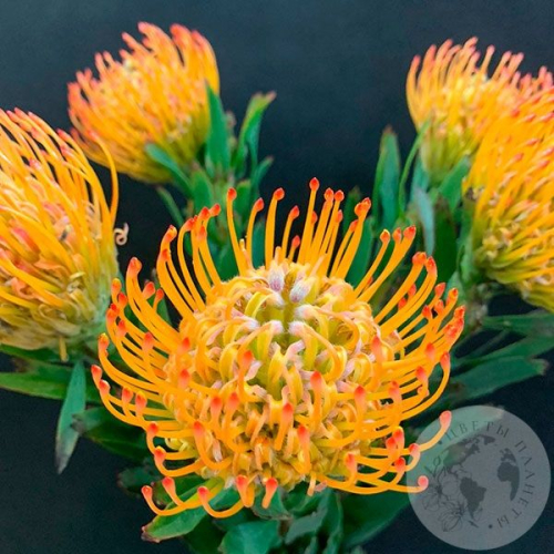 Леукоспермум оранжевый 5 шт. в магазине Цветы Планеты