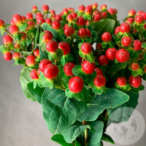 Гиперикум красный 9 шт. в магазине Цветы Планеты