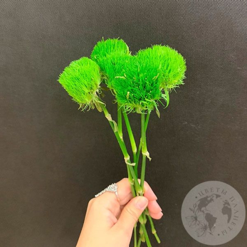 5 гвоздик Грин Трик в магазине Цветы Планеты