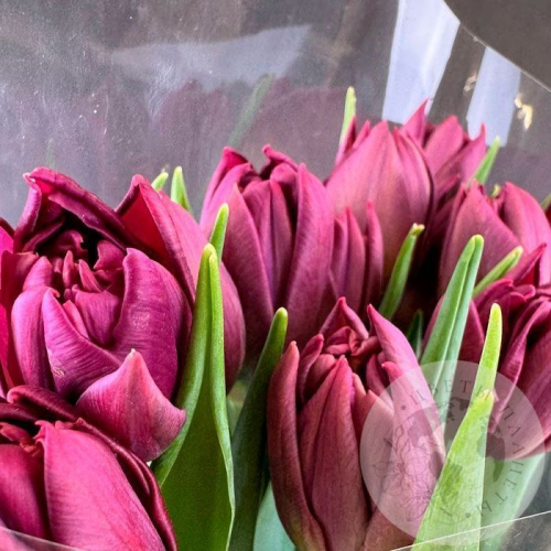 11 бордовых пионовидных тюльпанов в магазине Цветы Планеты