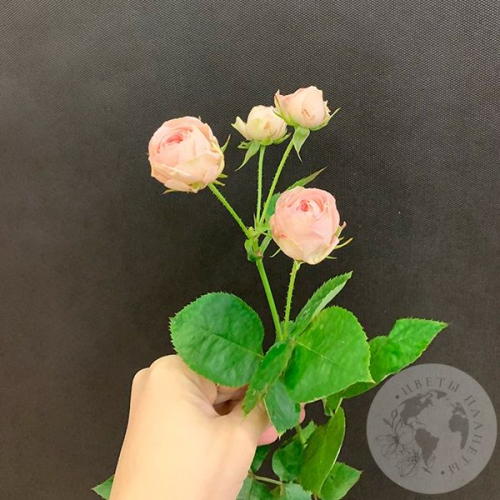 Кустовая пионовидная роза 50 см. в магазине Цветы Планеты