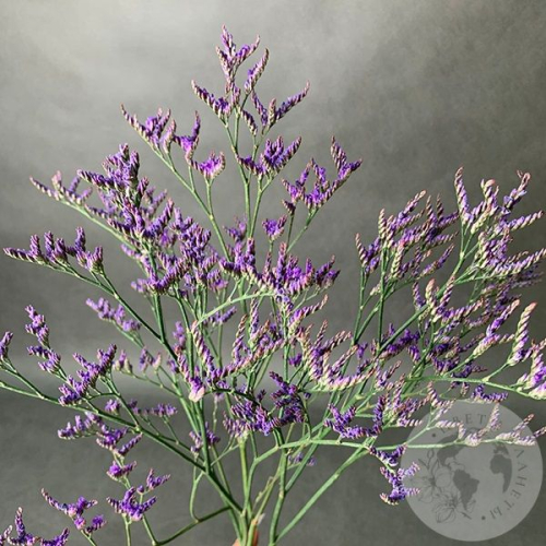 Лимониум 3 шт. в магазине Цветы Планеты