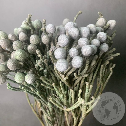 7 бруний в магазине Цветы Планеты