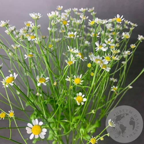 Танацетум 7 шт.