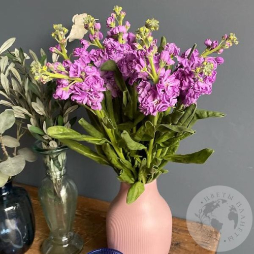 Маттиола розовая 7 шт. в магазине Цветы Планеты