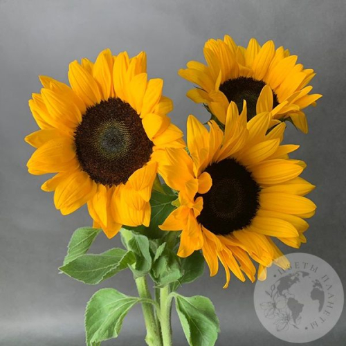 3 подсолнуха