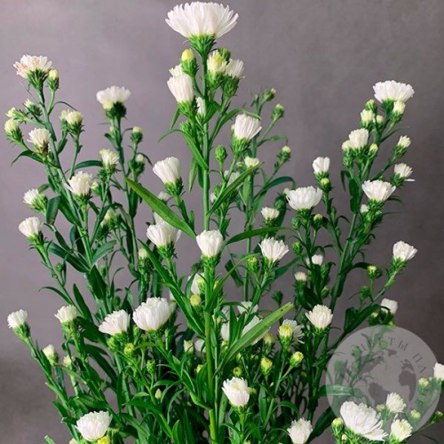 Астер белый 5 шт. в магазине Цветы Планеты