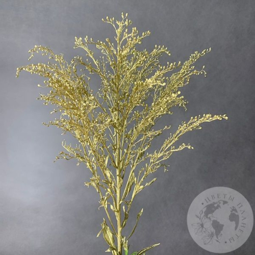 Солидаго Золото в магазине Цветы Планеты