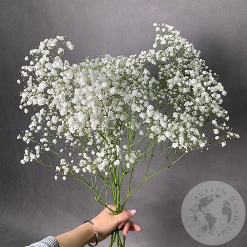 Гипсофила белая 5 шт. в магазине Цветы Планеты