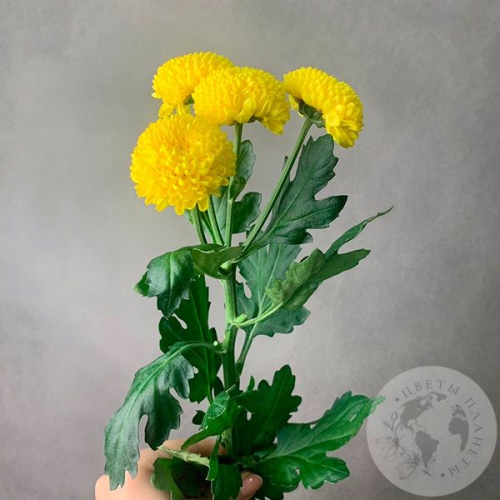 Хризантема кустовая желтая