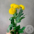 Хризантема кустовая желтая