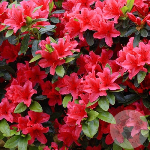 Азалия красная