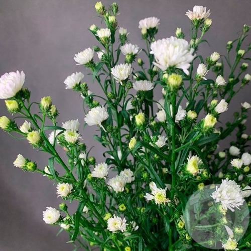 Астер белый 9 шт. в магазине Цветы Планеты