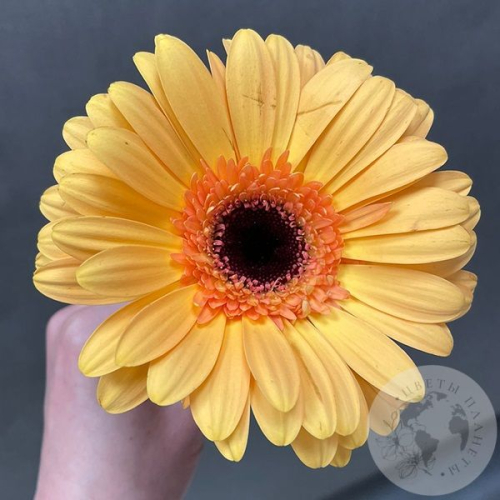 Гербера желтая