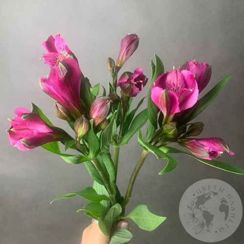 3 Альстромерии ярко-розовая