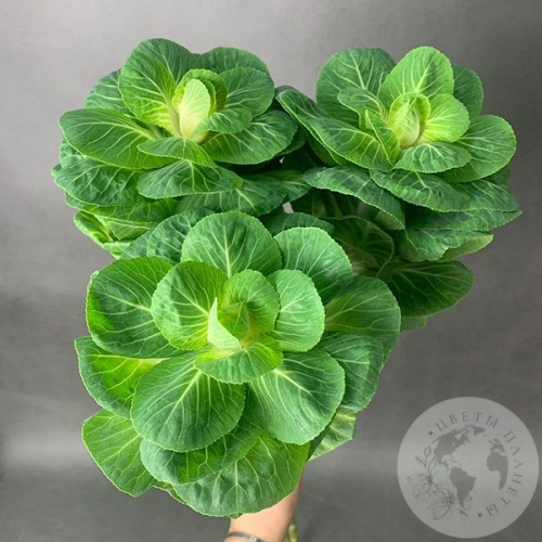 Брассика 3 шт. в магазине Цветы Планеты